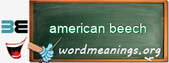 WordMeaning blackboard for american beech